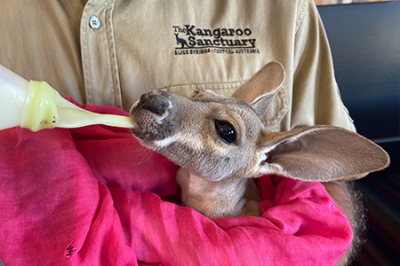 The Kangaroo Sanctuary Crowdsourced a Name for a Joey