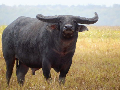 A buffalo in a yellow field.