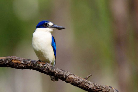 A blue and white bird on a branch.