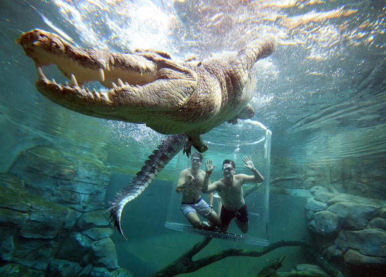 Two men, surrounded by a clear safety cage, swim underwater with a crocodile.