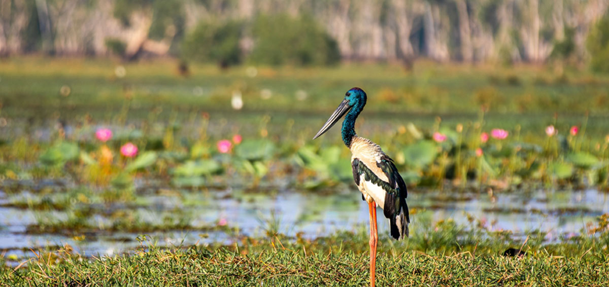 A female black-necked stork wades through wetlands.